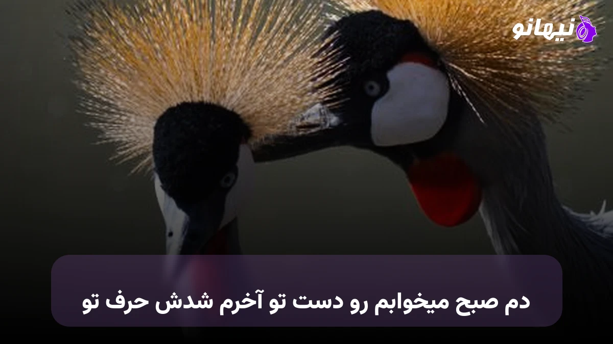 دانلود آهنگ دم صبح میخوابم رو دست تو آخرم شدش حرف تو 